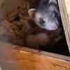 Ferret kits! Baby ferrets!