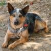 Don't pass up on these beautiful adult heelers!