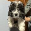 Toy Aussiedoodle 