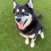 Akc Alaskan malamute Male