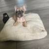 AKC pedigree French bulldog