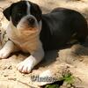9 week old Male, Olde English Bulldogge Puppy
