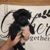 Morkie Puppies