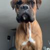 Boxer Stud AKC Registered looking for Female to Breed