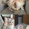 Persian doll face kittens 