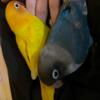 2 female lovebirds 6 months old