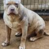 For Sale Merle Standard American Bully