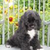 COCKER SPANIEL AKC BLACK PUPPY