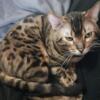 Tica male brown rosette spotted bengal