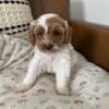 Beautiful female Cavapoo