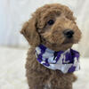 Siess Ranch Mini Labradoodles 