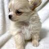 AKC Applehead Chihuahua Male Champion Lines
