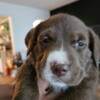 GOLDEN DOODLE/ AMERICAN BULLY MIX PUPPIES FOR SALE