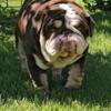 English bulldog stud