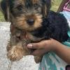 Pure Bred Toy Yorkies