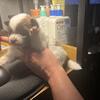 AKC Pomeranian puppies 