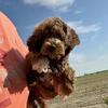 Chocolate merle small miniature