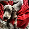 Great Danes  male /female 11 months old