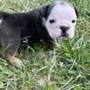 Puppy