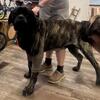 Two litters of AKC English Mastiff puppies