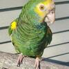Male Yellow Shoulder Amazon, $2000