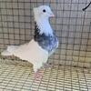 Pigeons Iranian toghi high flyers