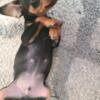 Male Min Pin Puppy 9 weeks old