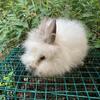 Lionhead Bunnies