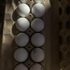 Fertile Hatching Eggs