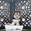August Sweet Female Yochon Puppy DOB 6/23/26
