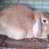 Free Sweet, Beautiful Mini Lop Doe