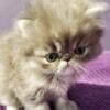 Blue Tabby Persian Male Kitten