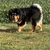 Chow chow pair