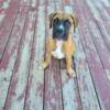 Gorgeous Fawn Boxer Pups