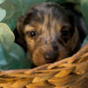 Miniature dachshund.