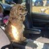 5 year old female AKC cocker spaniel
