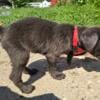 AKC Charcoal Lab puppies 10 weeks old