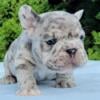 $3,390 Big Rope Blue Merle Bado - beautiful French Bulldog puppy for sale.