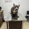 BullysPitbull mix