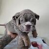 English bulldog