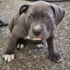 Female American Bully puppy