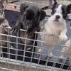 Frenchie puppies 