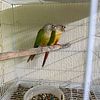 Proven conures for sale