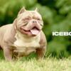 American bully gc blood