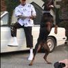 Doberman Pinschers Pups - Ready Now