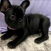 Frenchie bulldog  puppy’s 