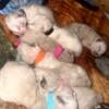 ragdoll himi manx kittens 3 available