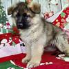 German Shepherd  Boys. OLD FASHION King Size.