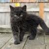 Exotic mix male kitten kittens