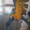 Macaws ready for new homes